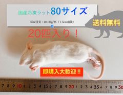 【送料無料】国産冷凍ラット80サイズ20匹入@即購入OK！北海道・沖縄の方も送料無料です！