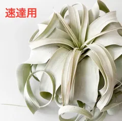 エアープランツキセログラフィカ3株131415番 エアープランツ