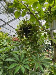 ホヤ・サンライズ　5号　吊り鉢　ハンギング　珍しい　プレゼント　贈り物　ギフト　観葉植物　簡単　植木　インテリア　グリーン　ハンギング　ガーデニング　花　簡単　オシャレ　シンプル　キレイ　リビング　カフェ　美容室　オフィス　ショップ　屋内　装飾