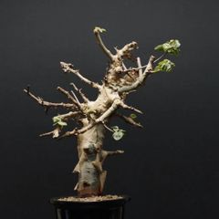 "Commiphora holtziana" コミフォラ ホルトジアナ 管理2301