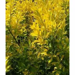 黄金マサキ5本　フイリマサキ5本 楽天市場】キンマサキ フイリマサキの通販