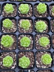 抜き苗 ムソウジュニー MY64×40株 ふっくら 多肉植物 エケベリア サボテン 韓国苗 新入荷