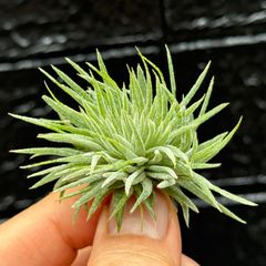 チランジア イオナンタ モンストローズ(モンストローサ) Tillandsia ionantha Monstrose＊エアプランツ＠フラワーショップ江口