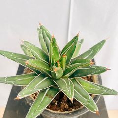 ［現品］53番　アガベ　笹の雪　観葉植物　ミニサイズ　可愛い　おしゃれ　屋外　多肉植物　プラ鉢　T