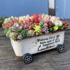 多肉植物寄せ植えそのまま飾れるちま寄せ花車