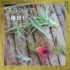 ☆エアプランツ 【おまかせ6種類セット】 チランジア エアー