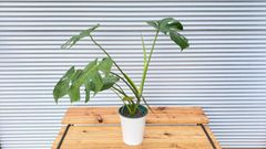 【観葉植物】モンステラ　アダンソニー　6号鉢