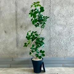 【引取り　神奈川県】160cm シェフレラマルコ 引取り 神奈川県】160cm シェフレラマルコ 2025年最新