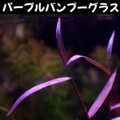 パープルバンブーグラス  2本 水中葉  送料無料