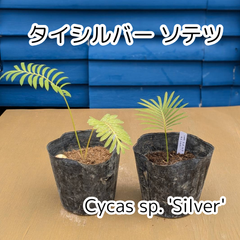 【人気商品‼️】【鉢ごと発送】タイ　シルバーソテツ　Cycas sp.silver　2025-3-6-Sp7