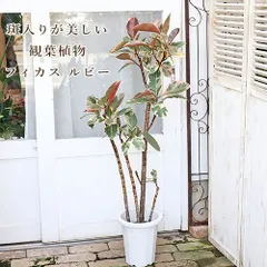 レア】フィカスルビーピンク班入り☘ハイドロカルチャー