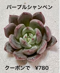 パープルシャンペン 多肉植物  多肉 エケベリア 韓国苗  美苗