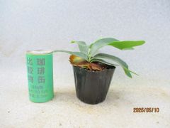 [緑の市場] コウモリラン (5483)画像全高：14㎝ 宅配便発送