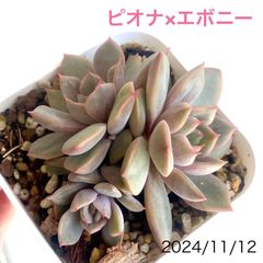 ピオナ×エボニー　3頭　多肉植物　抜き苗　エケベリアのサムネイル