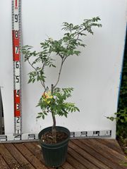 強い山椒苗 /スーパー朝倉山椒6.5号接木苗・強健台木