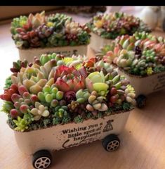 ギフト オーダー制 多肉植物 寄せ植え そのまま飾れる ちまちま寄せ