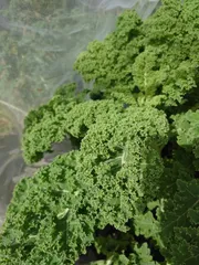 リピーター様用　無農薬　ケールセット　宅急便コンパクト