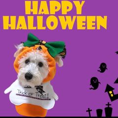 ハロウィン被り物(犬 猫用)ハンドメイドＢ