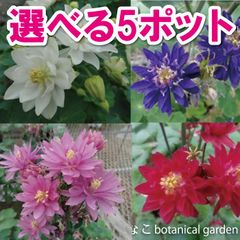 オダマキ　クレメンタイン　選べる5ポットセット　多年草　宿根草　ガーデニング　初心者向け　地植え　当店オススメ　売れ筋