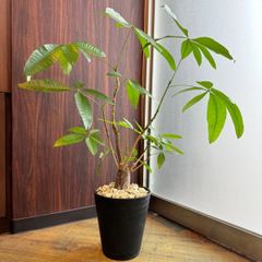 パキラ　太株【鉢のまま発送】