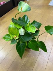 アンスリウム　クリンハート　3.5号　赤　花　プレゼント　贈り物　ギフト　インテリア　グリーン　観葉植物