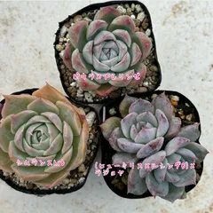 多肉植物 韓国苗 エケベリア MIX100苗セット 3〜5センチ苗 大量 韓国苗100苗詰め合わせセット 多肉植物 エケベリア 寄せ植え