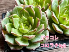 2023年最新】うさコレ多肉植物の人気アイテム - メルカリ