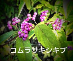 花木苗 コムラサキシキブ 　ポット苗 2 pot
