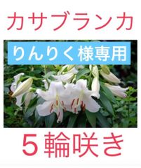 taihei3170様専用 切り花 生花 ピンク色百合 3〜4輪咲き10本セット販売