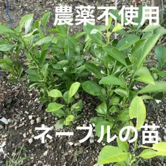 【農薬不使用】ネーブルオレンジの苗 抜き苗 みかん シンボルツリーに☆