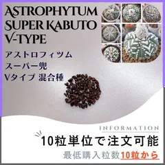2025年最新】アストロフィツム スーパー兜の人気アイテム - メルカリ