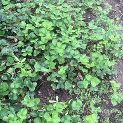 庭の花山椒　100グラム　無農薬 本日　メルカリ便で発送 2025年最新】花山椒の人気アイテム - メルカリ