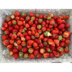 【期間限定 小粒1kg】紅ほっぺ フルーツ スイーツ イチゴ 苺 いちご 果物 生鮮 洋 fruit