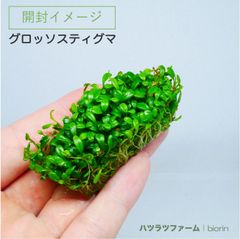 （１袋）（組織培養）グロッソスティグマ