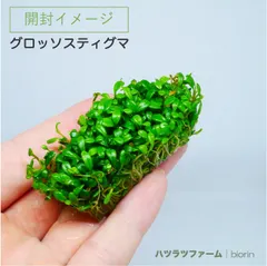 2025年最新】グロッソスティグマの人気アイテム - メルカリ