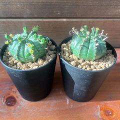 ユーホルビア　バリダ　オス株、メス株