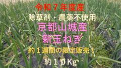 京都府山城産　新玉ねぎ約１０ｋｇ
