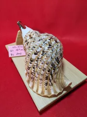 法螺貝（ほら貝）販売のお店
