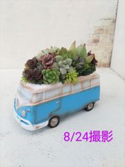 ミニ寄植え④　バス　ハワイアン
