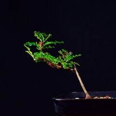 3T3 実生 オペルクリカリア・デカリー Operculicarya decaryi コーデックス 塊根植物 プレステラ90 オペルクリカリアデカリー