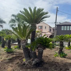 ソテツ　ココスヤシ　引き取り希望です 東京都稲城市内 ココスヤシ・ソテツ・赤ドラセナ植栽 ｜ 施工