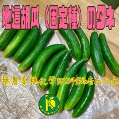 地這胡瓜（きゅうり・固定種）のタネ　30粒　無農薬無化学肥料栽培の種子