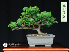 津山檜 ツヤマヒノキ 小品盆栽【泰寿園 Online】現品 一点物 檜 桧 松柏 松 初心者 ミニ盆栽 室内 鑑賞 趣味 卓上盆栽 盆栽鉢 グリーン 和 ギフト プレゼント 贈答品 誕生日 母の日 父の日 敬老の日 記念日 お祝い 優良葉性 インテリア 4