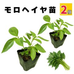 モロヘイヤ 苗 夏野菜 販売 家庭菜園 病気に強い 農場直送 10.5cmポット (2個)