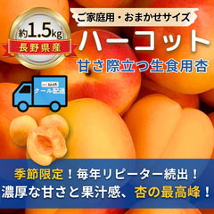 ハーコット～甘さ際立つ生食用杏～【内容量】約1.5kg【配送方法】クール配送【サイズ】当店お任せ【品目】杏（あんず）【品種】当店お任せ【産地】長野県【規格】ご家庭用A品B品混合【詰め方】パック詰め【配送までの日数】1～4日