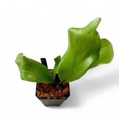P.hillii cv.dragon ビカクシダ　ヒリー　ドラゴン ビカクシダ ヒリードラゴン Platycerium hillii cv.Dragon 大株