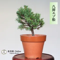 ◉最終値引き！ ◎ 蝦夷松《エゾ松》変模様木・ジン