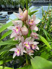 洋ラン 洋蘭 原種 カトレア E. cordigera 'Hinomaru' - メルカリ