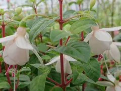 フクシア　苗　アンHトリップ