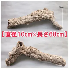 25D712　 ポルトガル産 キャノンコルク コルク樹皮 バージンコルク 250802 ポルトガル産 キャノンコルク コルク樹皮 コルク板